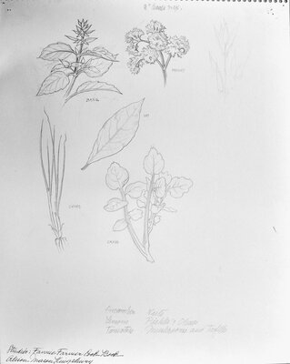 Study of herbs