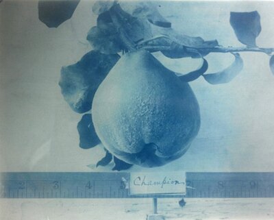Measurement of a fruit