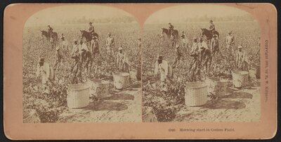 "Morning Start in Cotton Field"