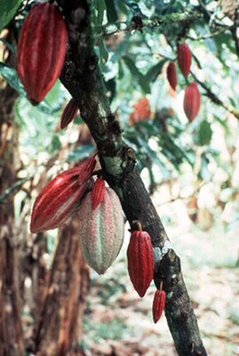 Cacao tree with ripe pods