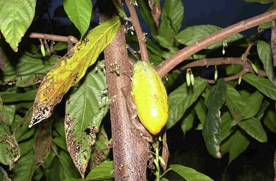 Cacao blossoms and different pod stages
