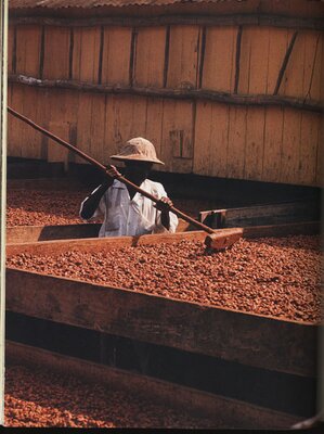 Sun-drying cacao