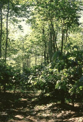 Shade-grown cacao