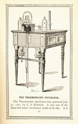 Thermostatic Incubator