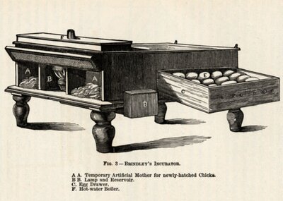 Brindley's Incubator