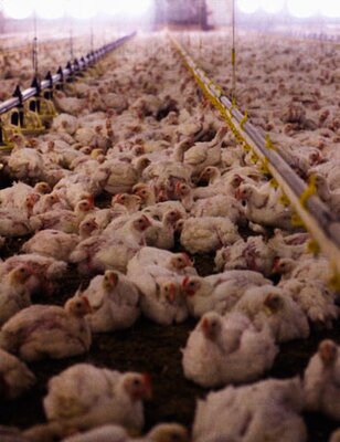Industrial broiler production