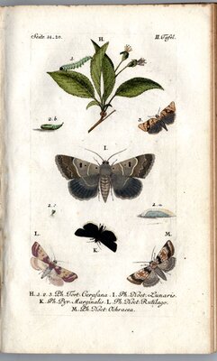 Beiträge zur Geschichte der Schmetterlinge, by Jacob Hübner, Augsberg, 1786-1790