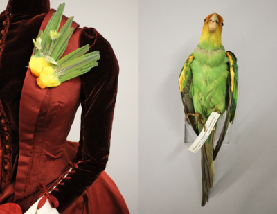 Carolina Parakeet (Conuropsis carolinensis) Item Comparison