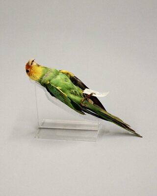 Carolina Parakeet (Conuropsis carolinensis)