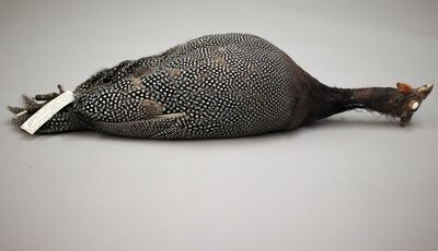 Helmeted Guineafowl (Numida meleagris)