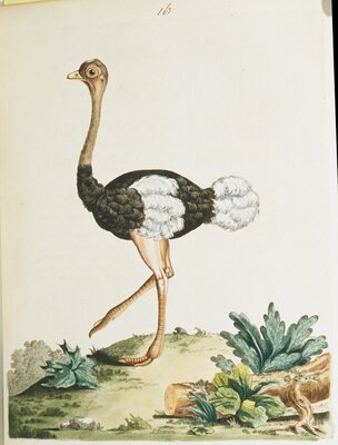 Plate XVI: The Black Ostrict: Genus Struthio