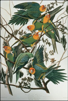 Carolina Parrot: Psitacus carolinensis by J.J. Audubon