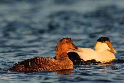 Common Eider 