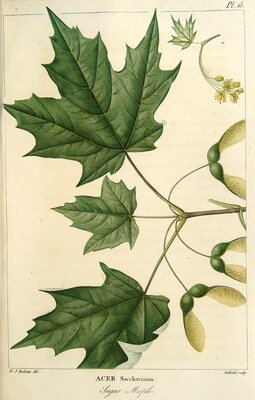 Sugar Maple (Acer saccharum)