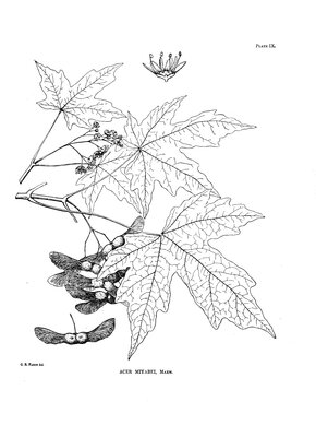 Miyabe maple (Acer miyabei)