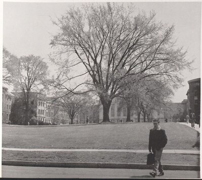 American Elms on the Cornell Campus during the 1950's