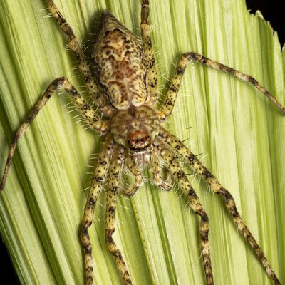 What are Spiders?  Arachnophilia - Online exhibitions across Cornell  University Library