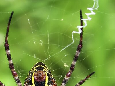 Amazing Spider Silk  Arachnophilia - Online exhibitions across Cornell  University Library