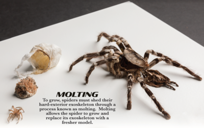 arachnophilia 2 arachnophilia 2