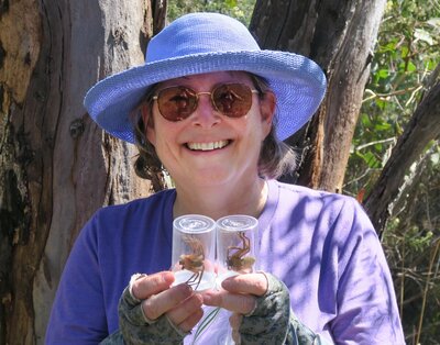 Linda Rayor in the field capturing large Delena spiders