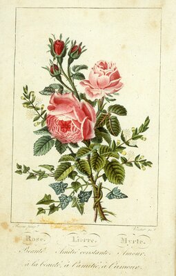 Rose, Lierre, Myrte - from 'Le Langage Des Fleurs"