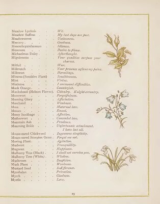 p. 29, Meadow Lychnis to Myrtle - from 'Language of Flowers'