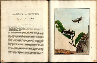 A Natural History of the Lepidopterous Insects of New South Wales Collected, Engraved, and Faithfully Painted After Nature, by John William Lewin, London, 1822