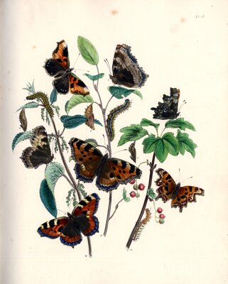 British Butterflies and Their Transformations, arranged and illustrated in a series of plates by H. N. Humphreys with characters and descriptions by J. O. Westwood, London, 1841