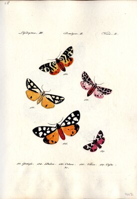 Sammlung Europäischer Schmetterlinge, by Jacob Hübner, Augsberg, Germany, 1793-1841