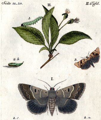 Insects_Moth_Butterfly_Geschichte der Schmetterlinge_Jakob Hübner_1796 feature image