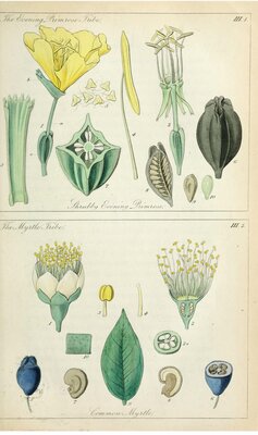 Ladies Botany- Primrose and Myrtle