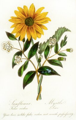 Sunflower and Myrtle - From: The Language of Flowers. Saunders and Otley, 1834 