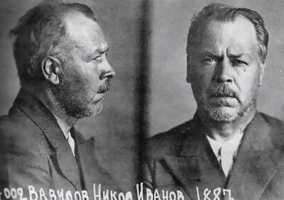 Nikolai Vavilov, prison photograph