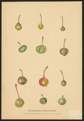 The Wild Pears of North Caucusus