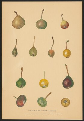 The Wild Pears of North Caucusus (2)