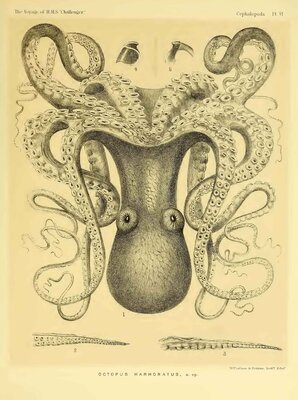 Cephalopoda Pl VI - Octopus Marmoratus