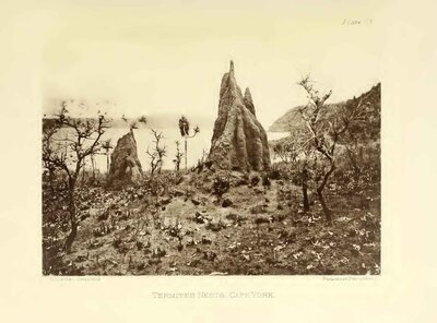 Termite Nests, Cape York
