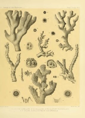 Reef Corals Pl I