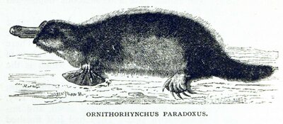 Ornithorynchus paradoxus (platypus)