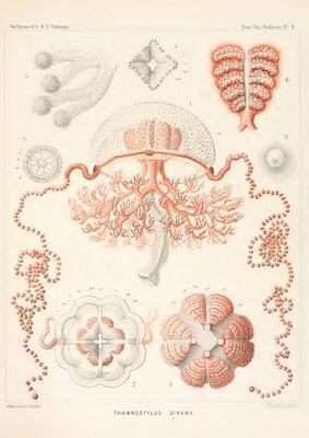 Deep-Sea-Medusae Pl I - Thamnostylus dinema