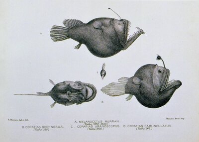 Deep sea angler fish