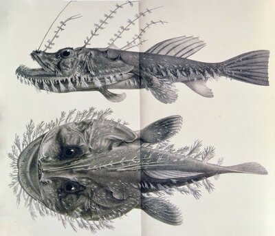 Lophius naresi (goosefish)