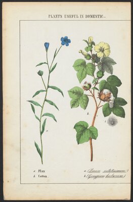 Image of cotton and flax plants
