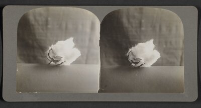 Cotton Boll