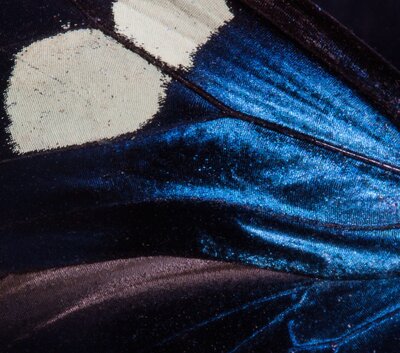 Butterfly Wing