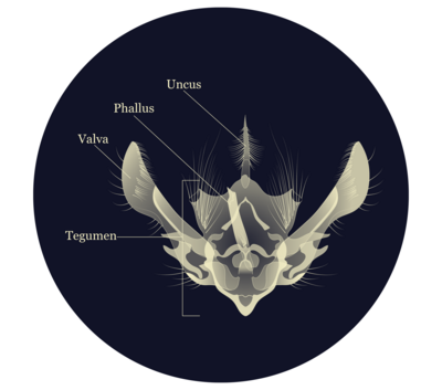 Diagram of Butterfly Genitals