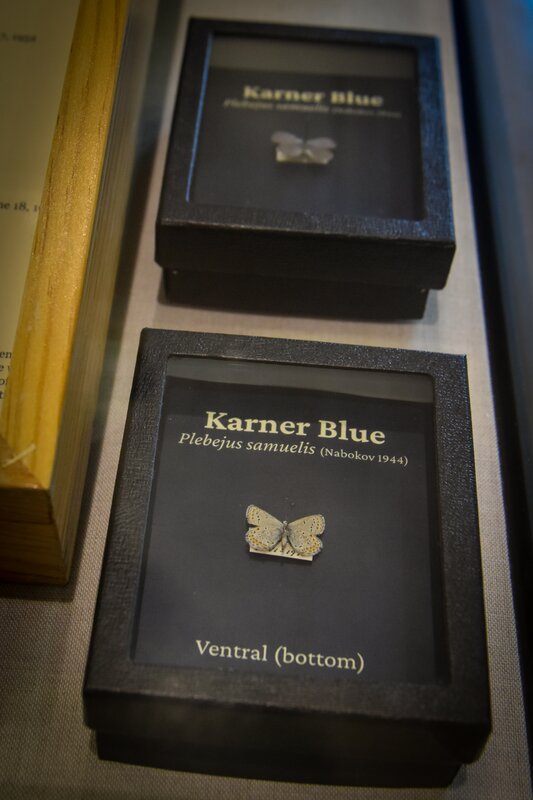 Karner Blue specimens