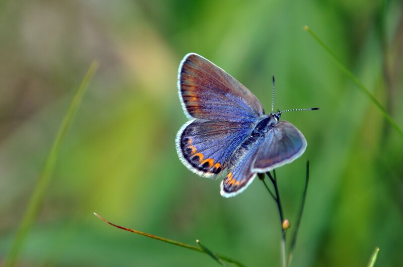 Female Karner Blue Butterfly