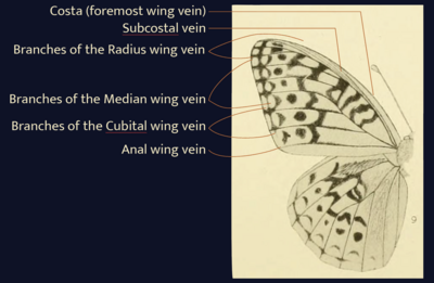 Wing Diagram