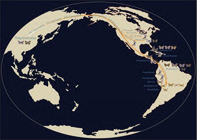 Map of the Migration of American Polyommatus Blues